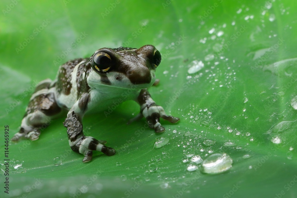 Obraz premium potrait Amazon milk frog floating on a leaf, 19 December 2024 Indonesia