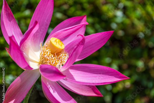 鮮やかに咲くピンクの蓮の花 photo