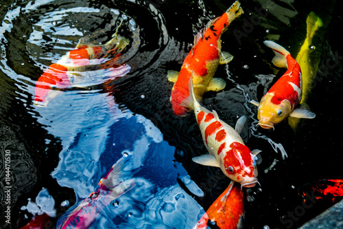 Koi fish, red, white and yellow goldfish in a garden water pond. Focus on fish ,noisy, exposure, similar others
