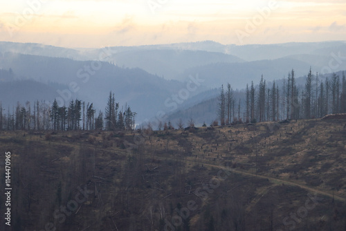 Geschundener Hochwald auf dem Kamm des Thüringer Waldes bei Masserberg photo