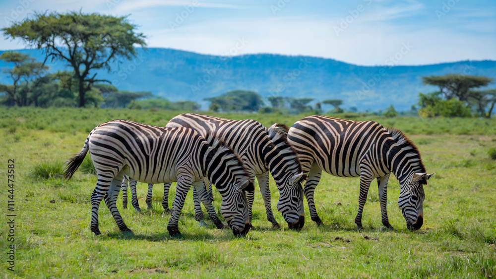 Obraz premium A group of zebras grazing peacefully in a serene grassland, with distant hills and a bright blue sky creating a calm and natural setting.