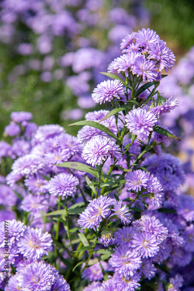 Obraz premium purple hydrangea beautiful flowers nature