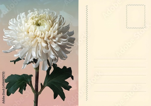 chrysanthemum post card