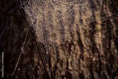 toile d'araignée et gouttes d'eau
