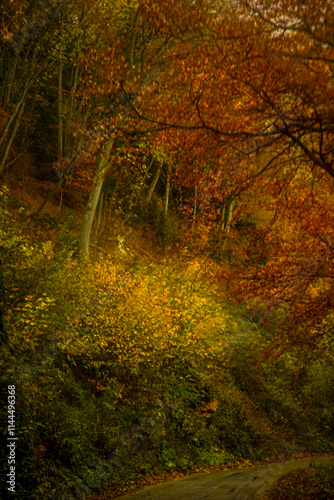 route d'automne
