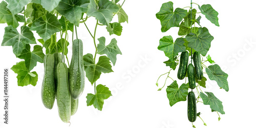 Winter melon or wax gourd vines with thick green leaves hanging vine plant. Generative AI. photo