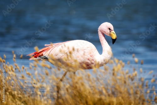 Obraz na płótnie Flamingo in Laguna in Uyuni Bolivia w salonie