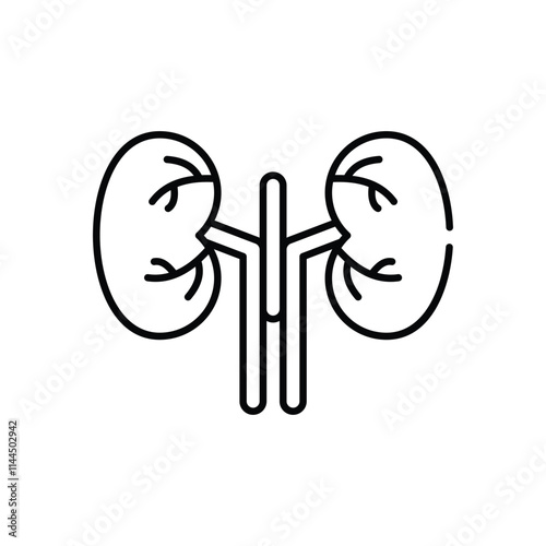 Kidney vector icon