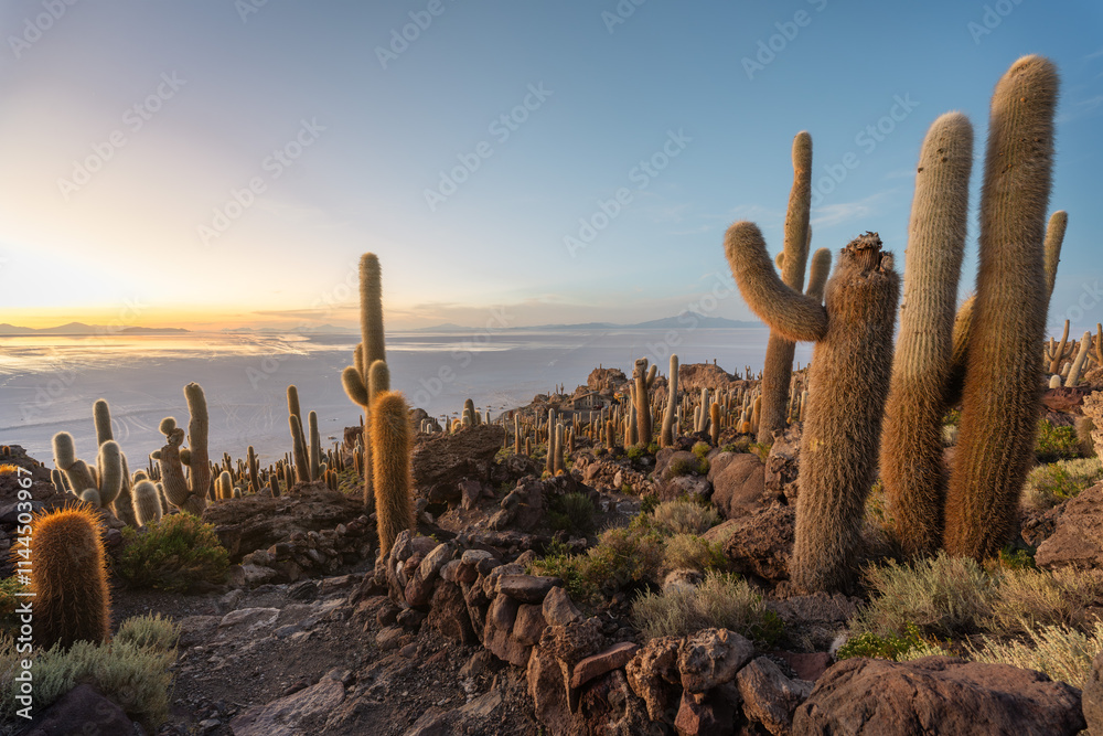 Cactus Island at Salar Uyuni Bolivia