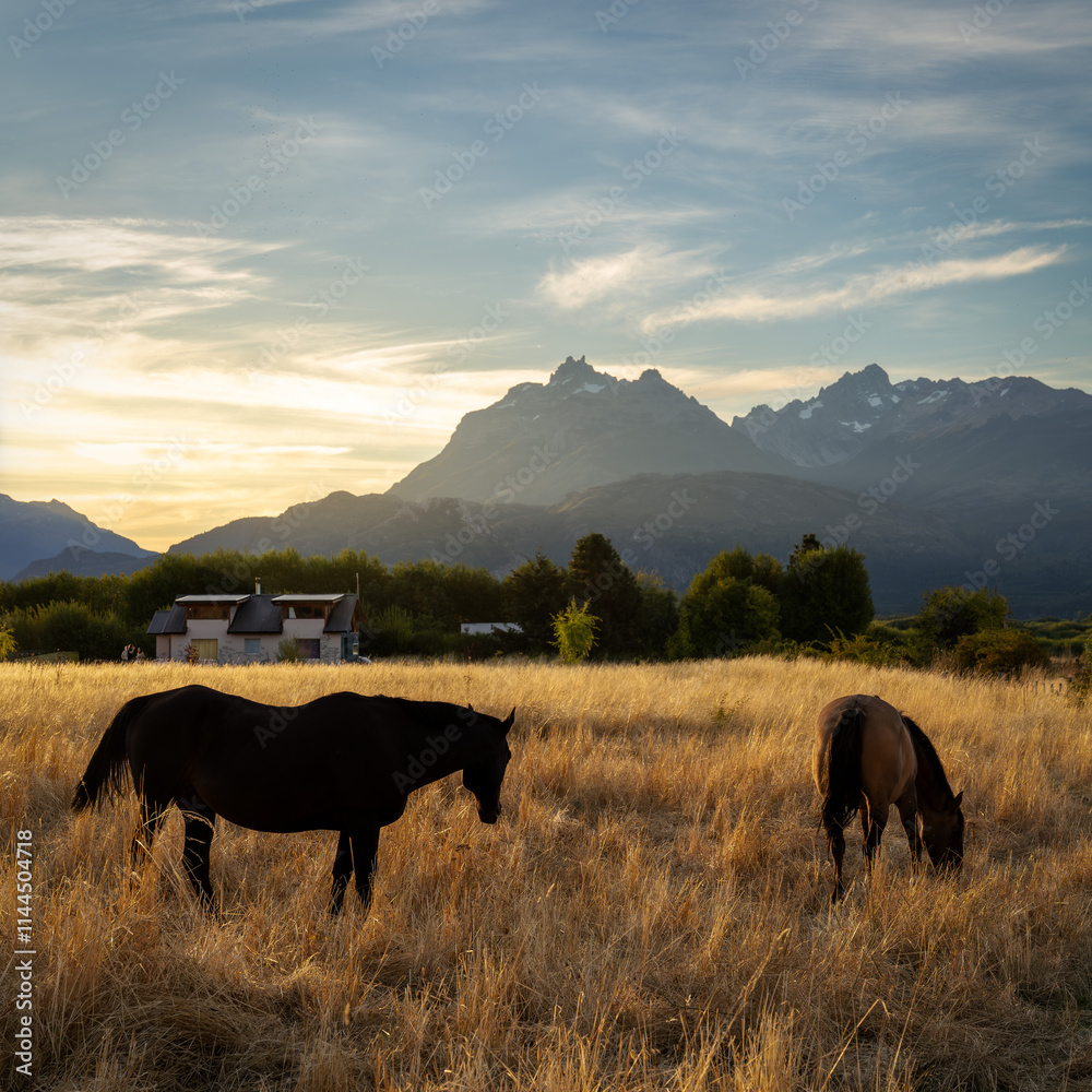 Golden Fields during Sunset in Patagonia Argentina