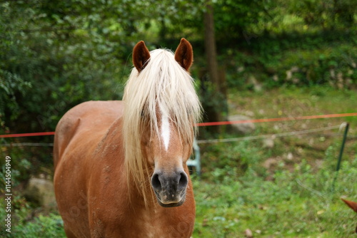 Horse in Garda