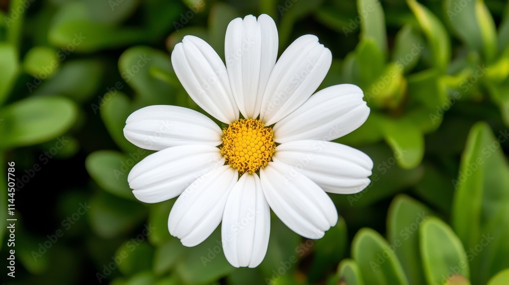 White daisy flower with yellow center against green foliage. White daisy flower with yellow center against green foliage.