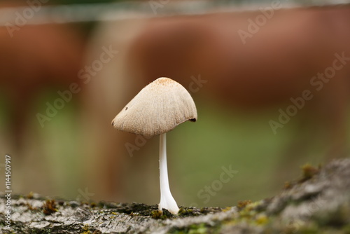 Cute mushrooms in Garda