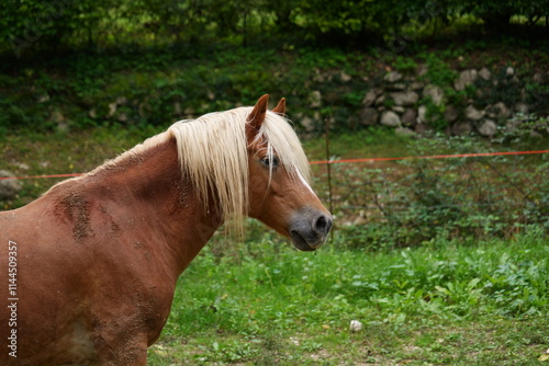Horse in Garda
