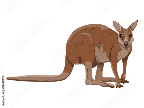 Australian big red kangaroo. Realistic vector animal