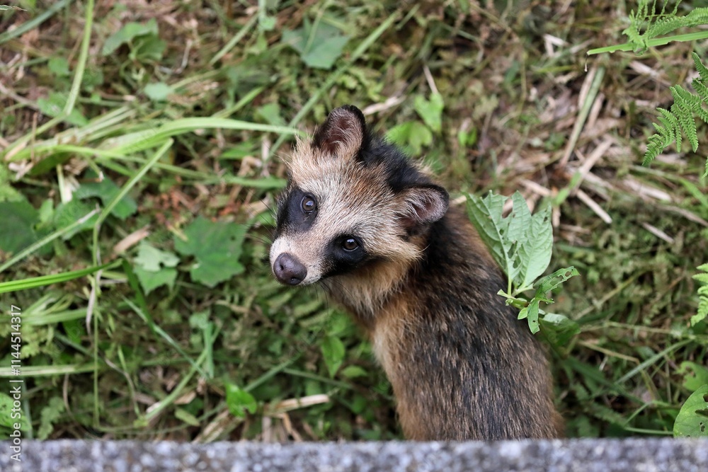 俯瞰で見下ろした野生のタヌキ 俯瞰で見下ろした野生のタヌキ