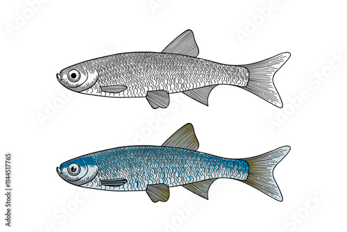 sardine fish illustration in engraving style