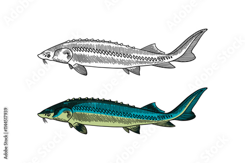 Sturgeon fish colored illustration in engraving style