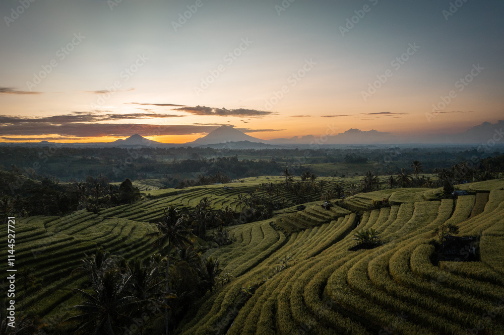Rice Plantations in South East Asia