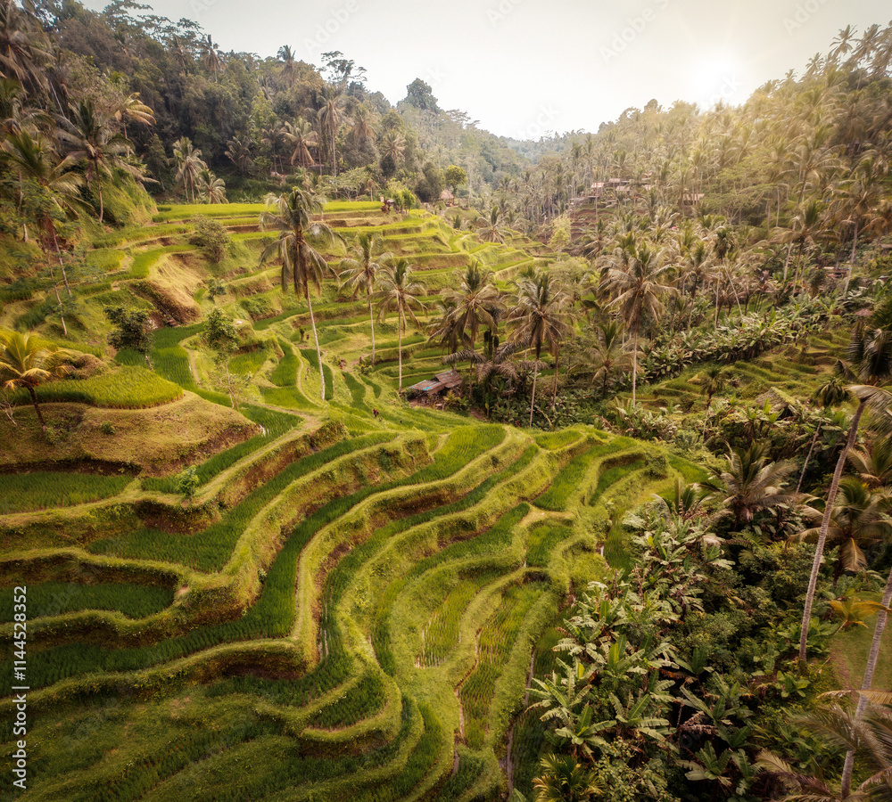 Rice Plantations in South East Asia