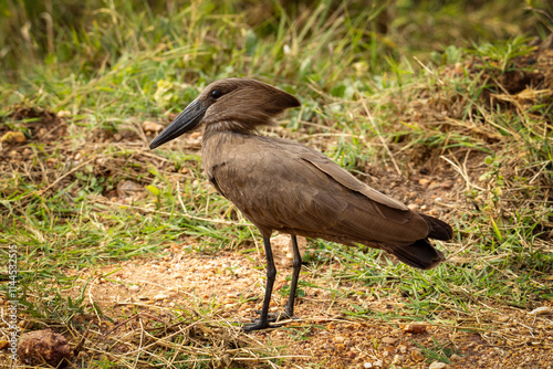Hamerkop in the Uganda Grasslands