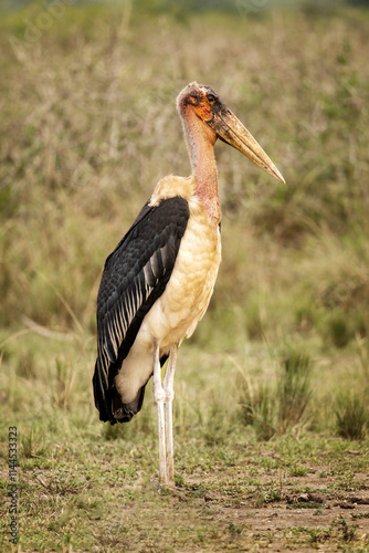 Obraz na płótnie Marabou Stork in the Uganda Grasslands w salonie