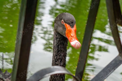 Fototapeta Naklejka Na Ścianę i Meble -  wild water bird, black swan with orange beak between the fence.