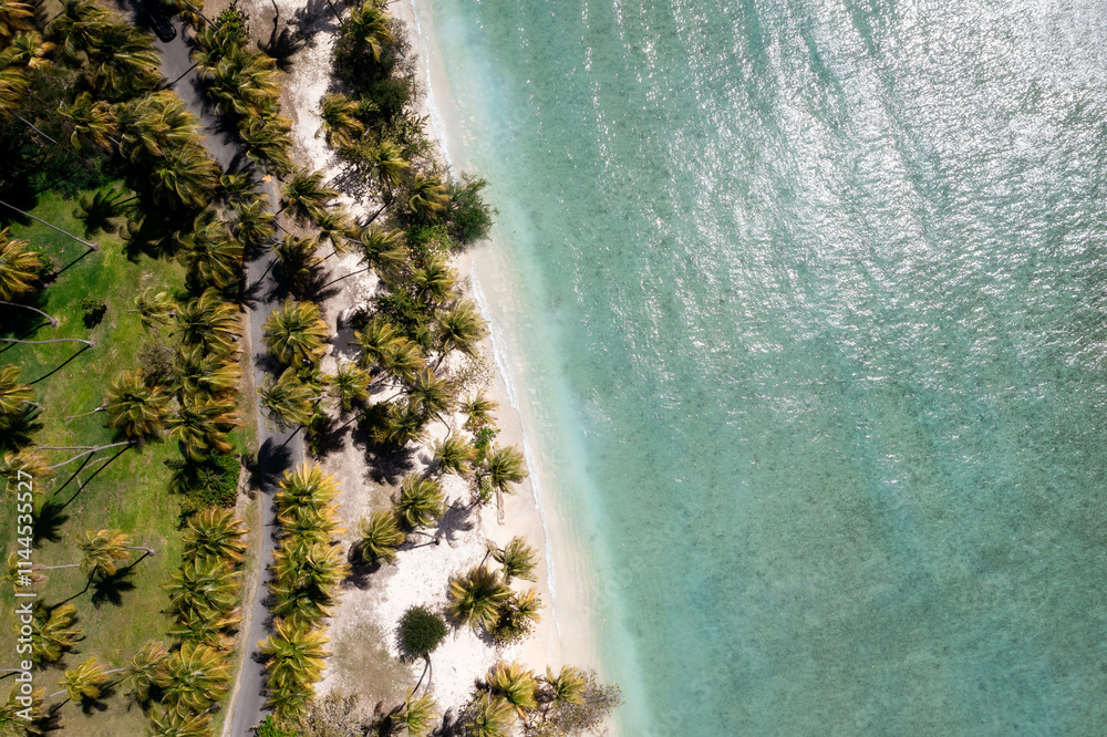 Caribbean Turquoise Water Sand Beach with Palm Trees