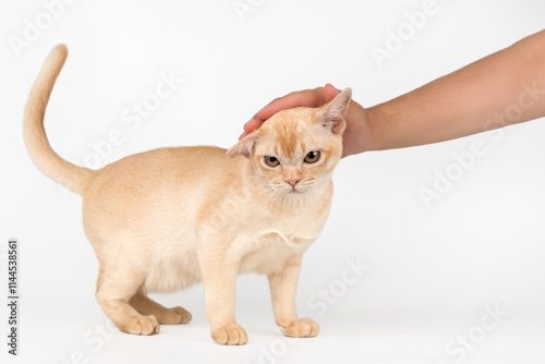 Owners hand petting Burmese cat.