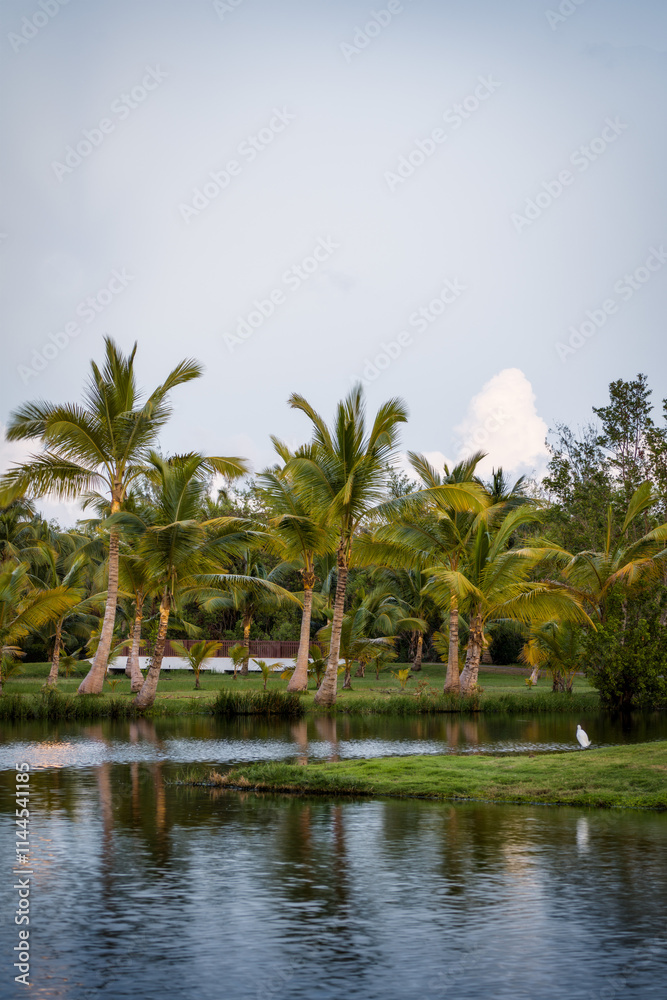 Palm Trees in the Caribbean