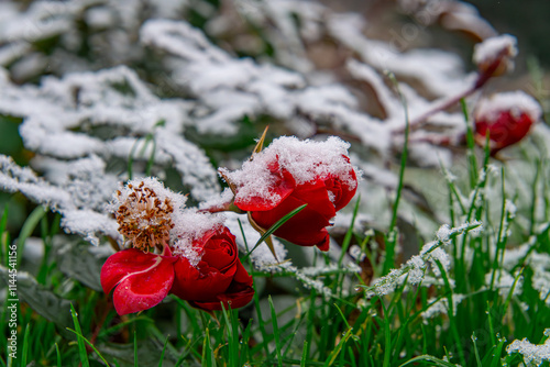 blooming rose in the winter garden. snow and frost on red rose flowers in the garden. weather anomaly in nature photo