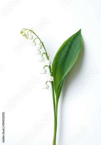 Delicate lily of the valley flower with green leaves on a white background