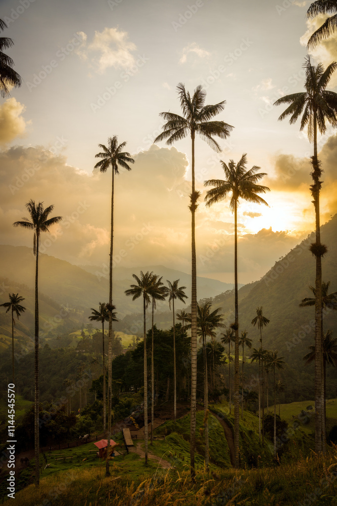 Cocora Valley in Colombia, South America
