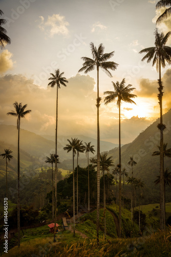 Obraz na płótnie Cocora Valley in Colombia, South America w salonie