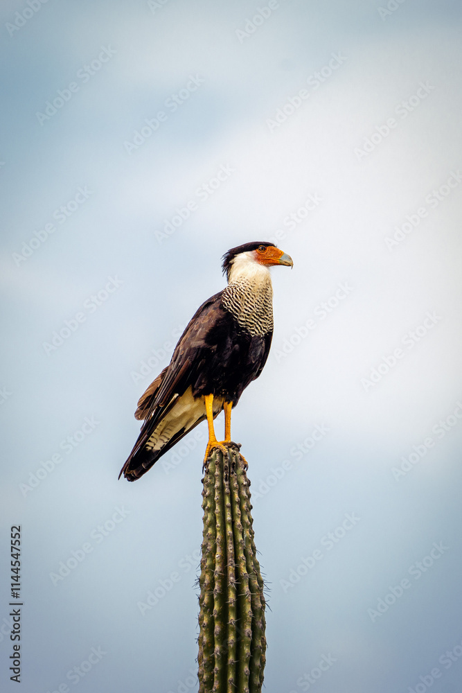 Northern Crested Caracara on Cactus