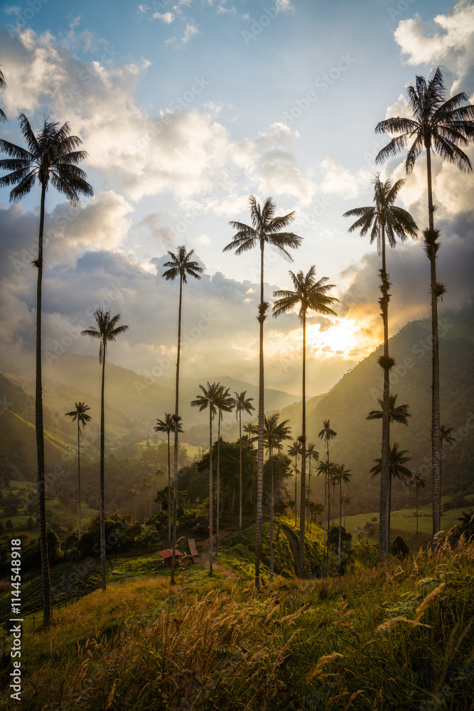 Cocora Valley in Colombia, South America