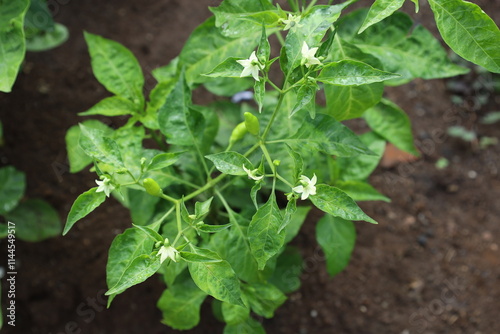 Chili plants thrive in agricultural fields