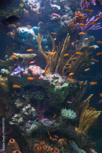 Obraz na płótnie Aquarium with tropical fish and coral reef in sunlight w salonie