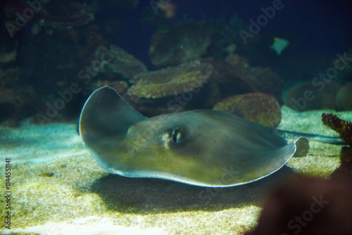 Manta ray fish floating underwater near coral reef photo