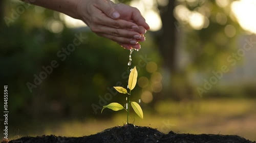 Fostering Sustainable Business Growth Nurturing Green Initiatives in Nature Planting Seeds of Change Outdoor Environment Close-up Viewpoint