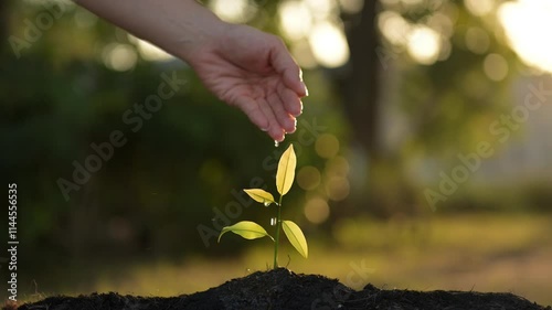Nurturing Sustainable Business Growth through Green Practices A Focus on Planting Seeds for Future Prosperity in a Natural Environment