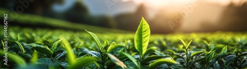 Fresh tea leaves basking in sunlight at a lush plantation in the early mornin...