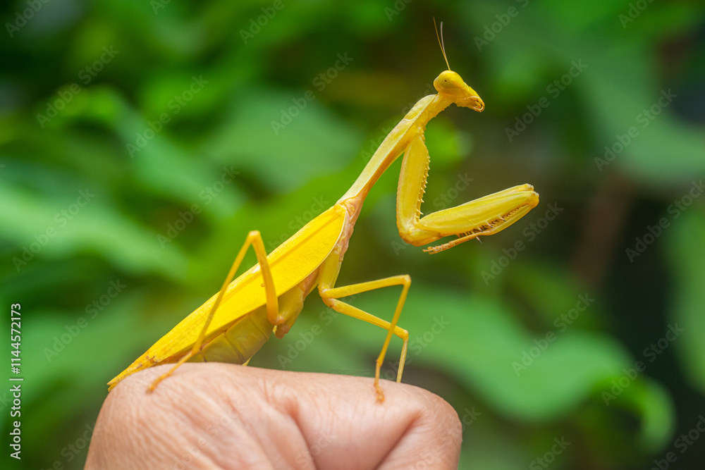 The European mantis (Mantis religiosa) is a large hemimetabolic insect in the family of the Mantidae The European mantis (Mantis religiosa) is a large hemimetabolic insect in the family of the Mantidae