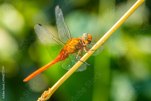 A dragonfly is a flying insect belonging to the infraorder Anisoptera below the order Odonata photo