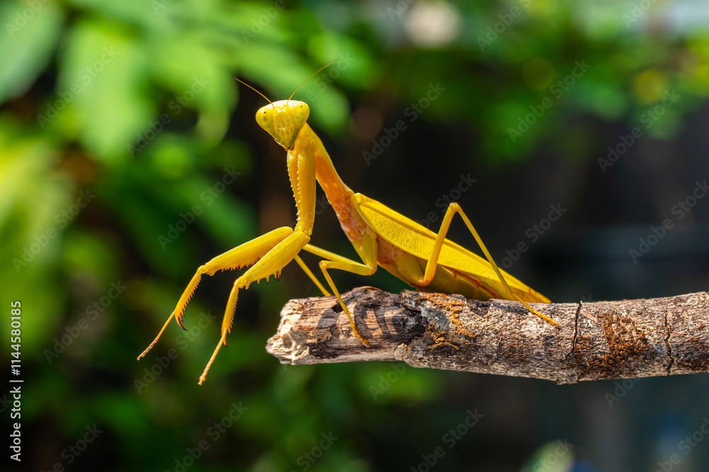 The European mantis (Mantis religiosa) is a large hemimetabolic insect in the family of the Mantidae The European mantis (Mantis religiosa) is a large hemimetabolic insect in the family of the Mantidae