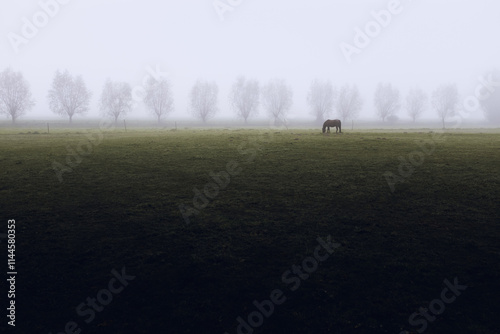 Cheval Solitaire dans le Brouillard à Linselles