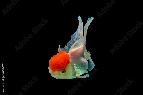 An Red Oranda is a breed of goldfish characterized by a prominent bubble-like 