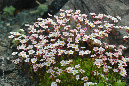 Irish saxifrage, or Saxifraga rosacea flowers in a garden