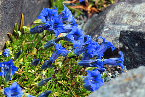 Trumpet gentian, or Gentiana dinarica flowers in a garden