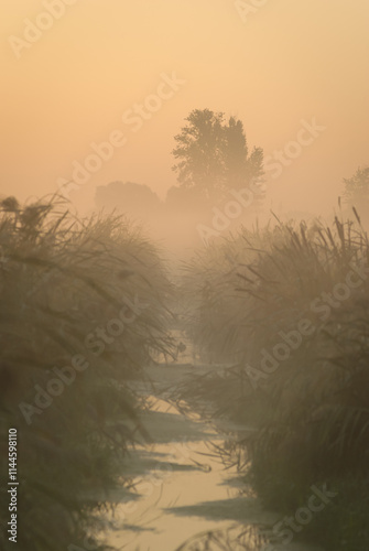 misty morning on the river